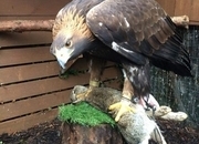 Female golden eagle