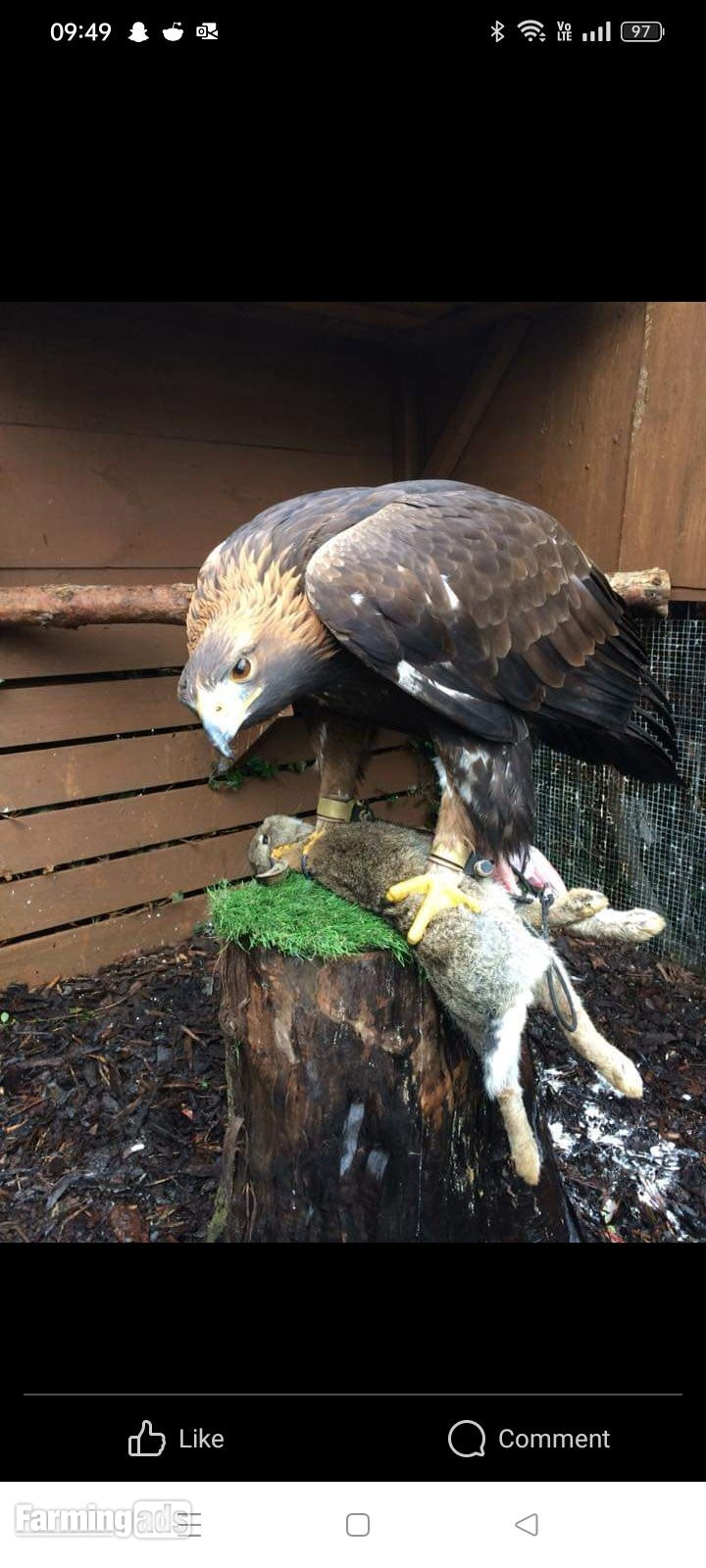 Female golden eagle