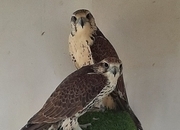 3 breeding pairs gyr / saker falcons two white one black