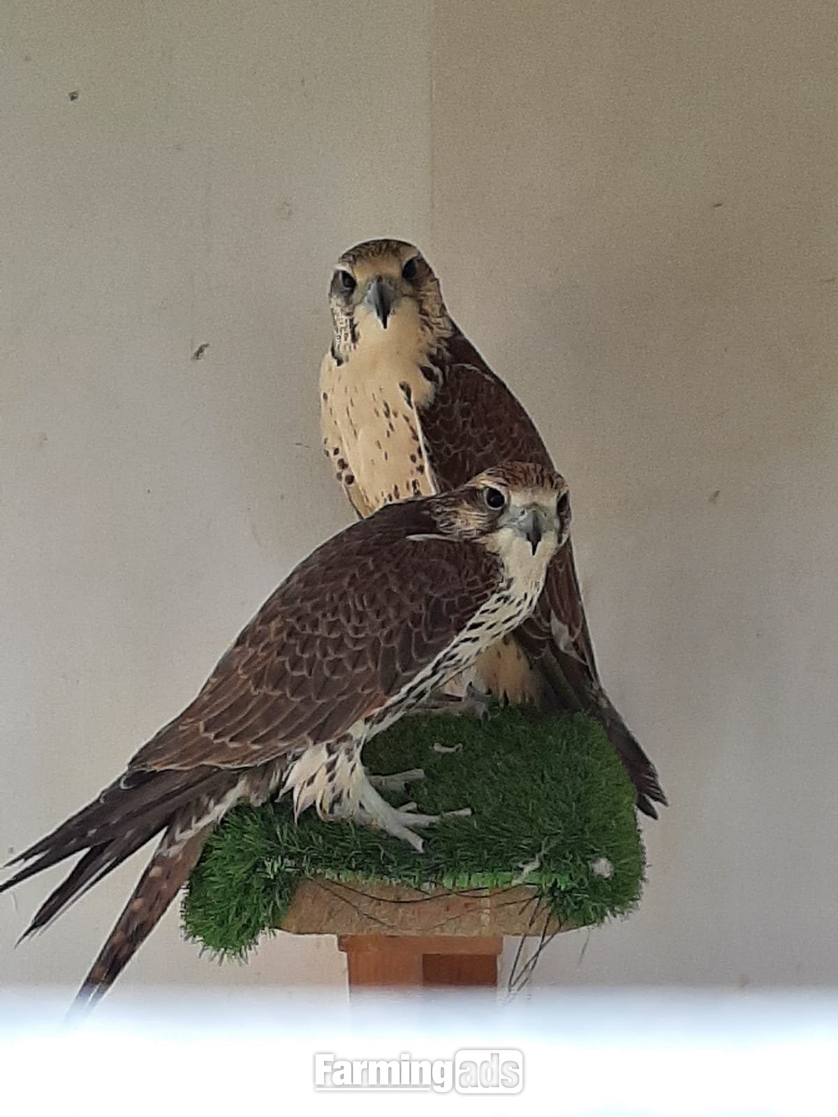 3 breeding pairs gyr / saker falcons two white one black