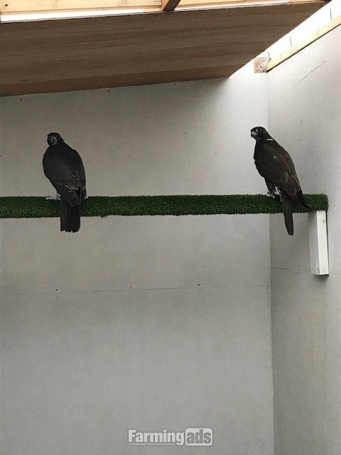 3 breeding pairs gyr / saker falcons two white one black