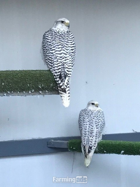  3 breeding pairs gyr / saker falcons two white one black