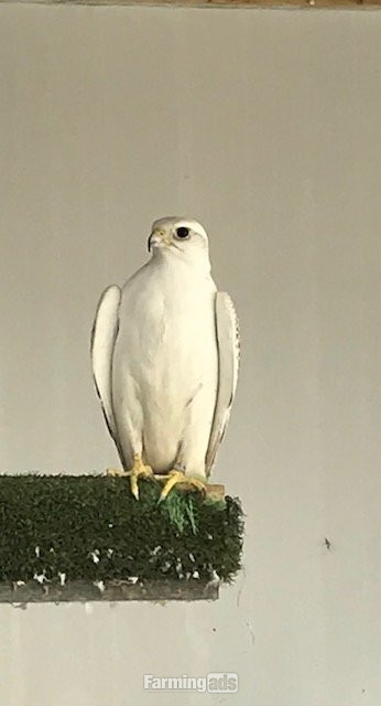 3 breeding pairs gyr / saker falcons two white one black - {CATEGORY}