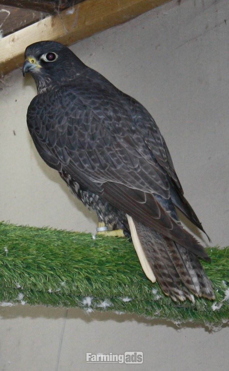 3 breeding pairs gyr / saker falcons two white one black - {CATEGORY}