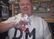 Baby Budgies -male/female 