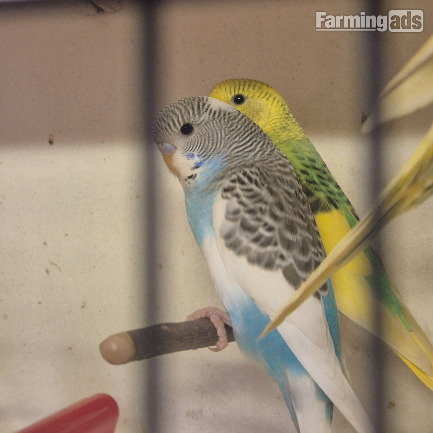 Baby Budgies -male/female 