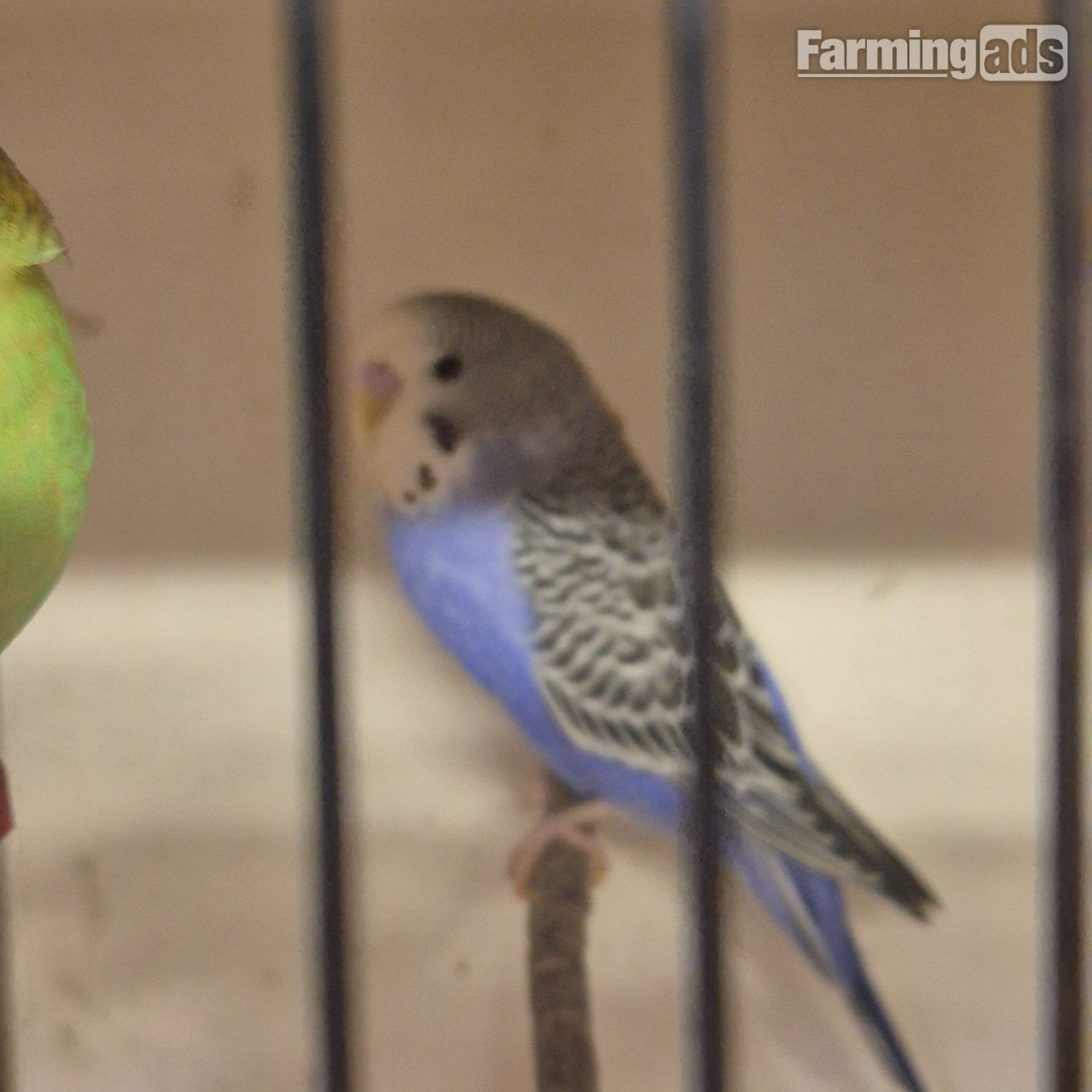  Baby Budgies -male/female 