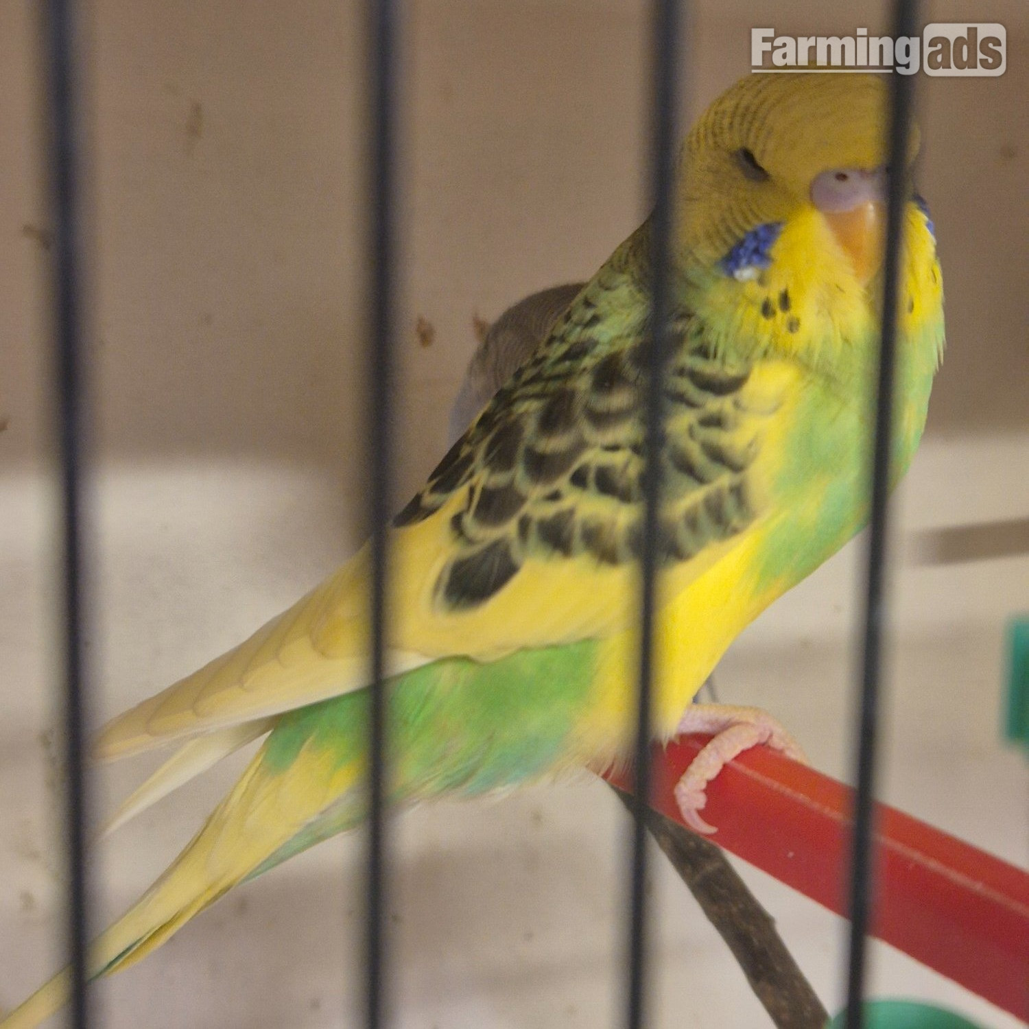 Baby Budgies -male/female  - {CATEGORY}