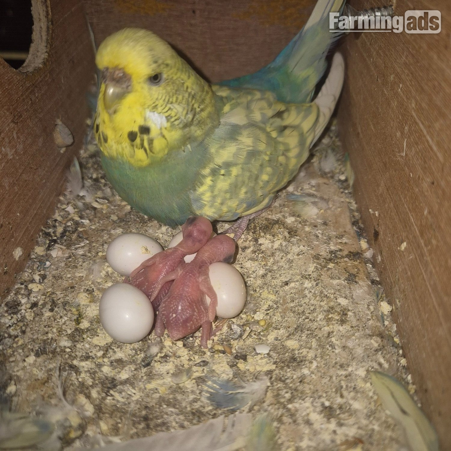 Baby Budgies -male/female  - {CATEGORY}