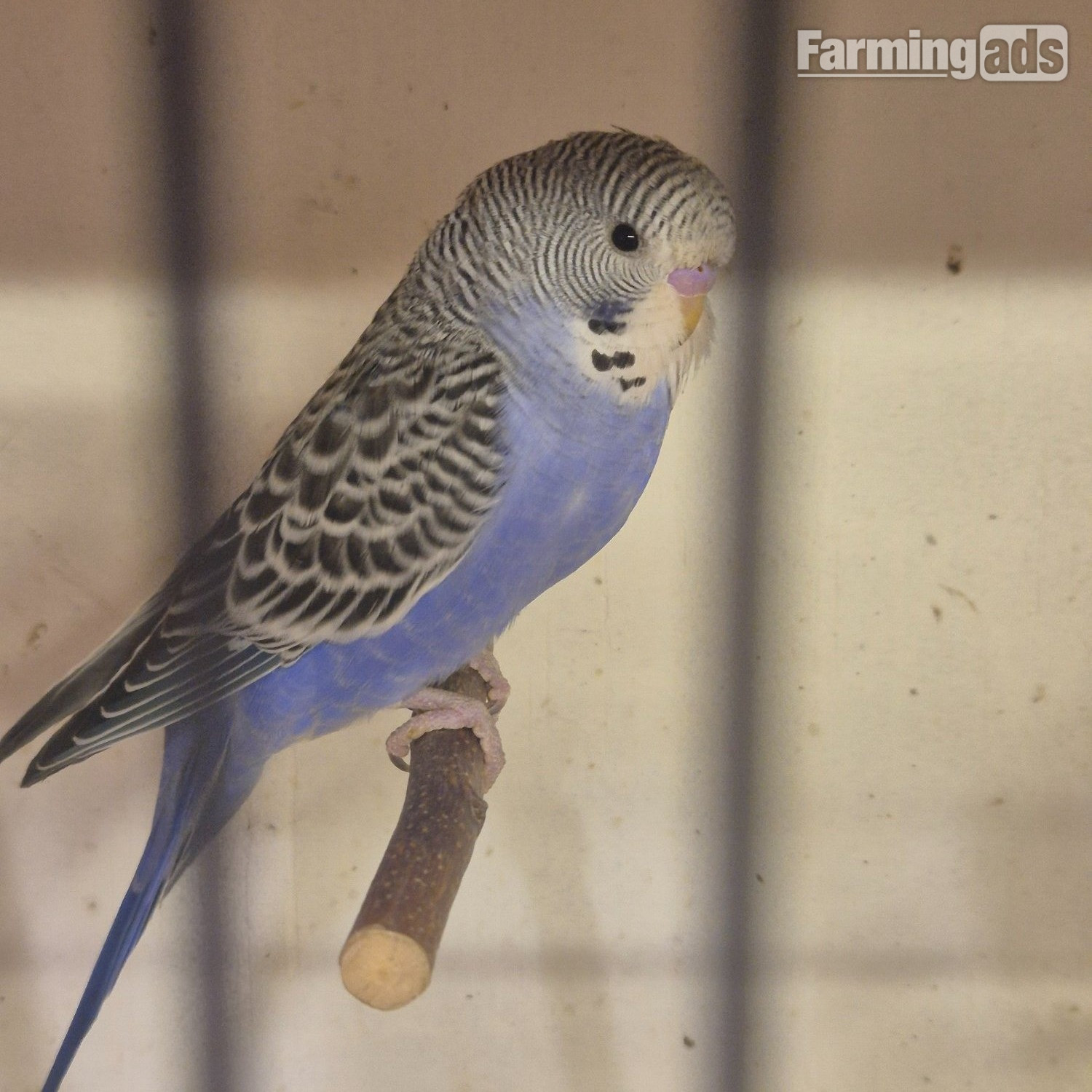 Baby Budgies -male/female  