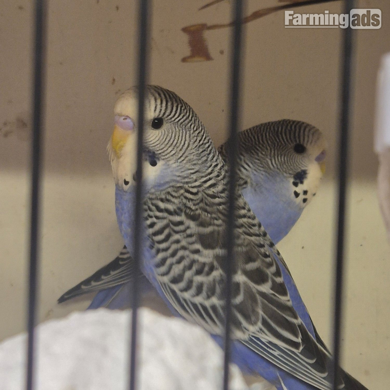 {CATEGORY} - Baby Budgies -male/female 