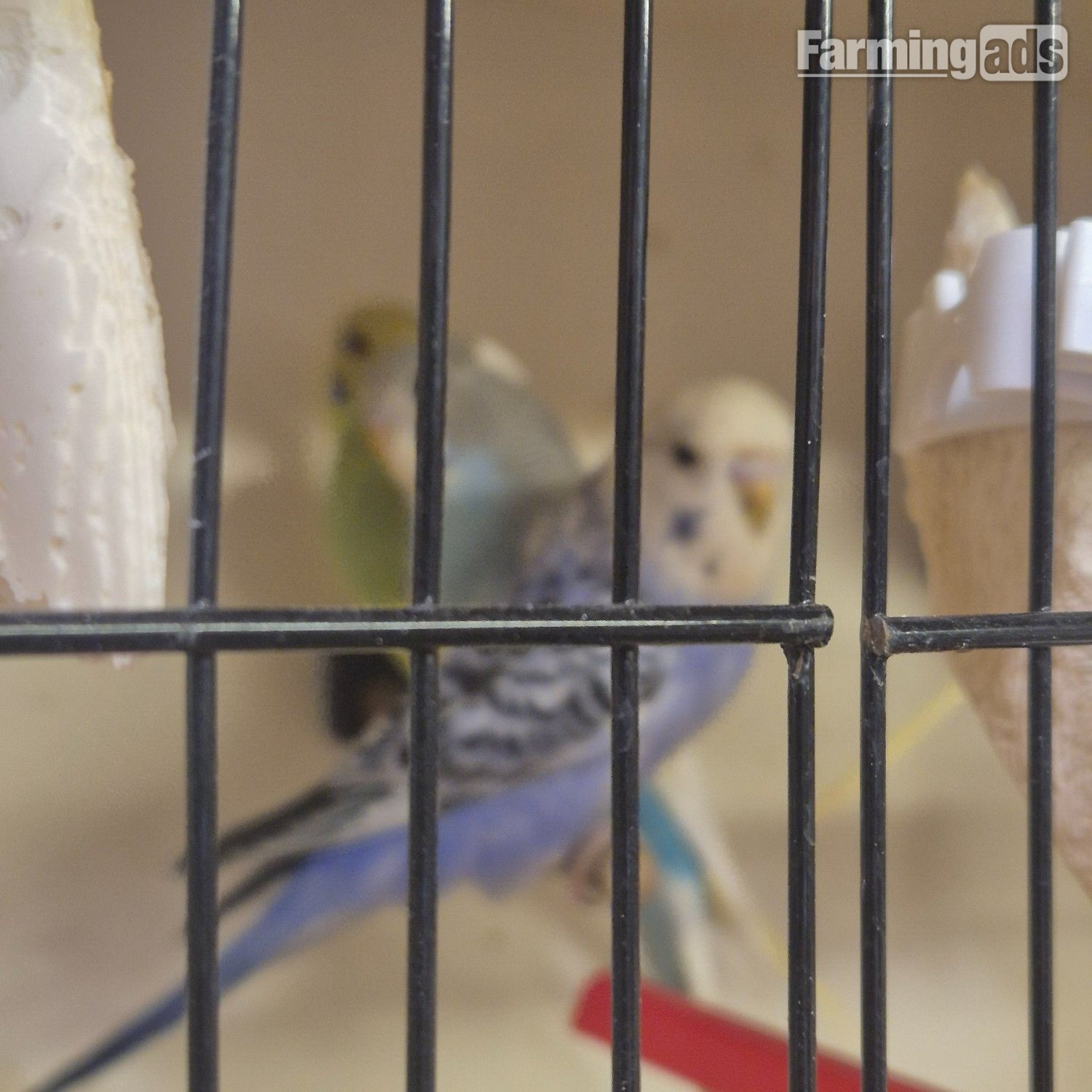 {CATEGORY} - Baby Budgies -male/female 