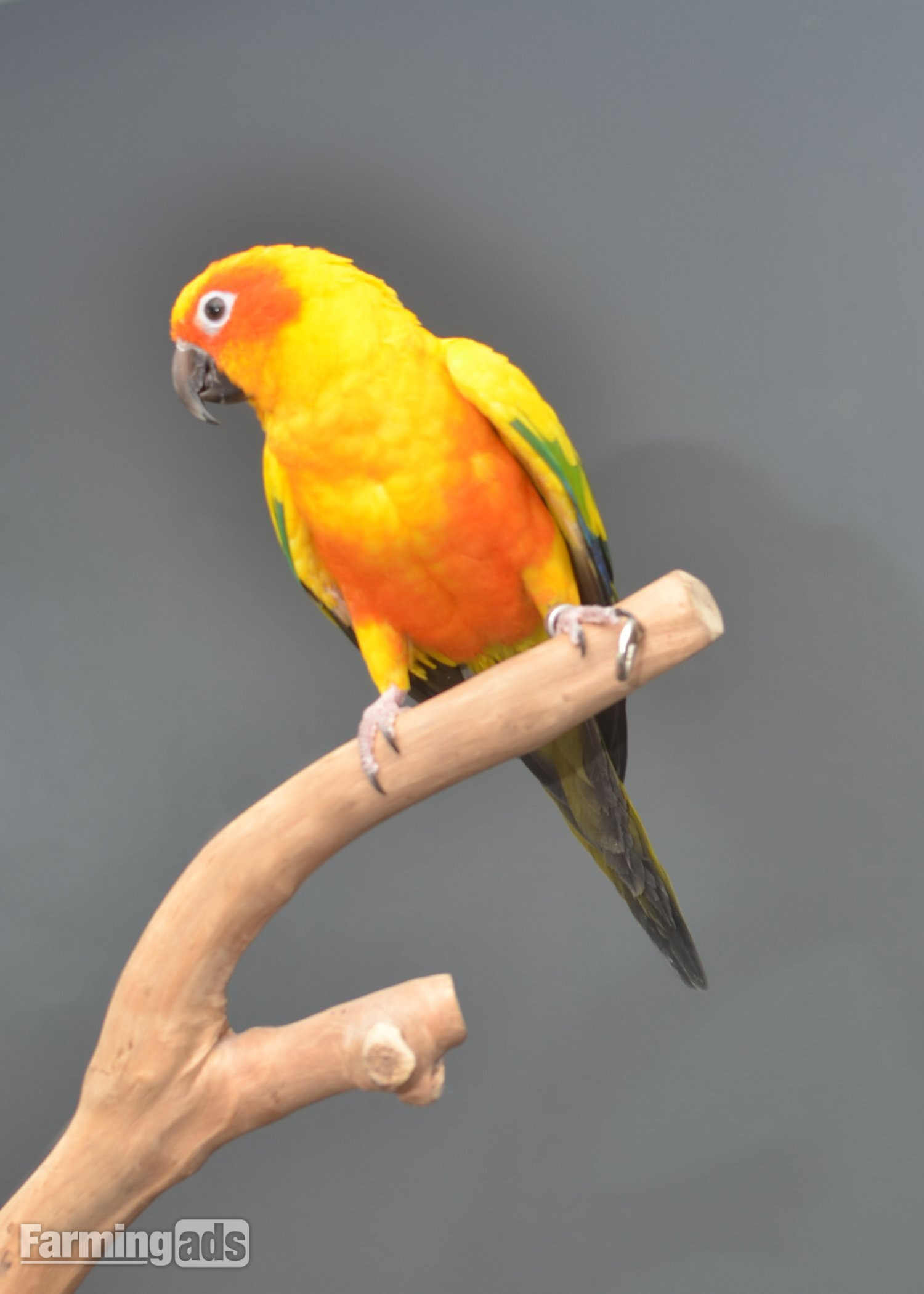 Baby Sun Conures - {CATEGORY}