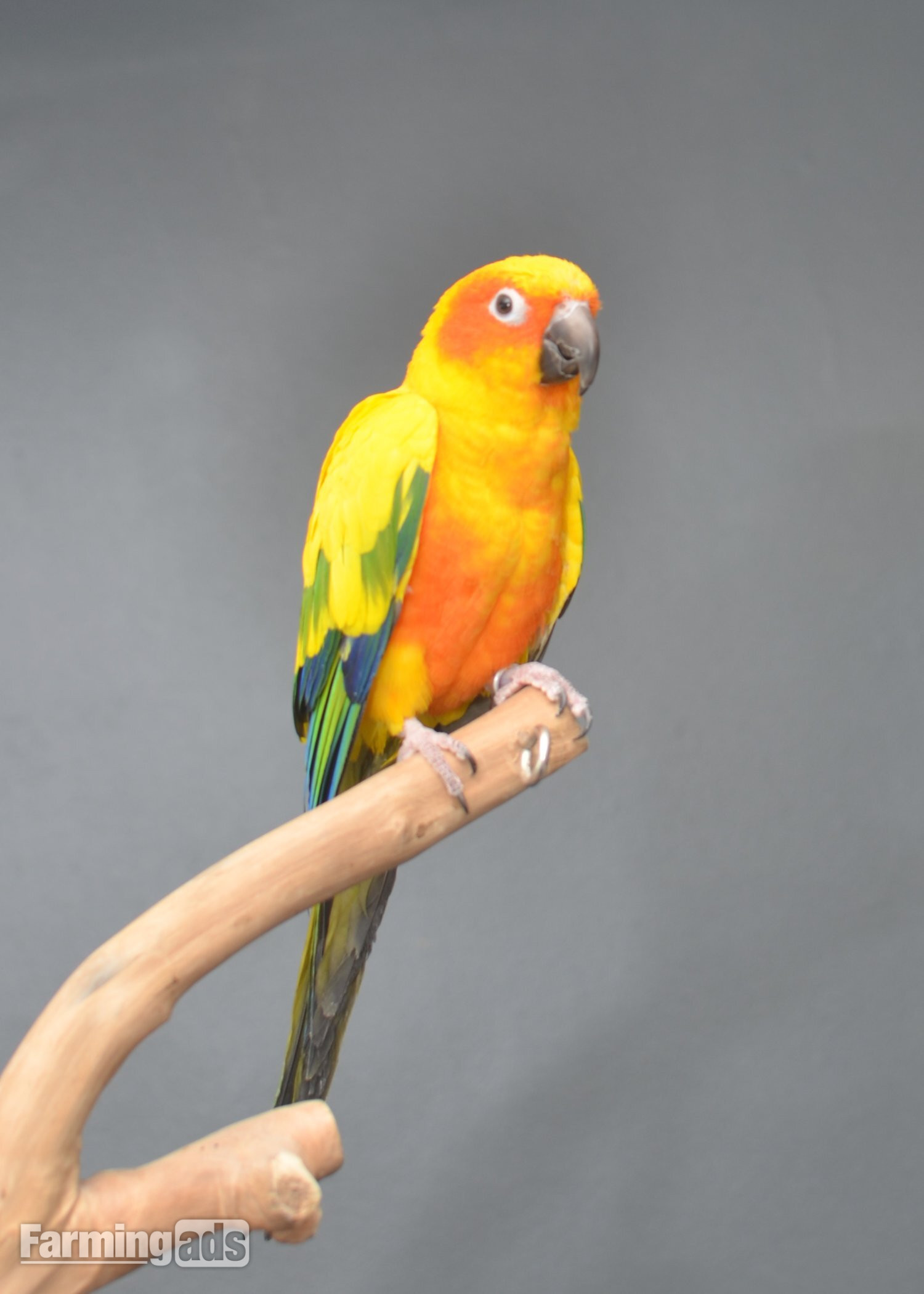 Baby Sun Conures