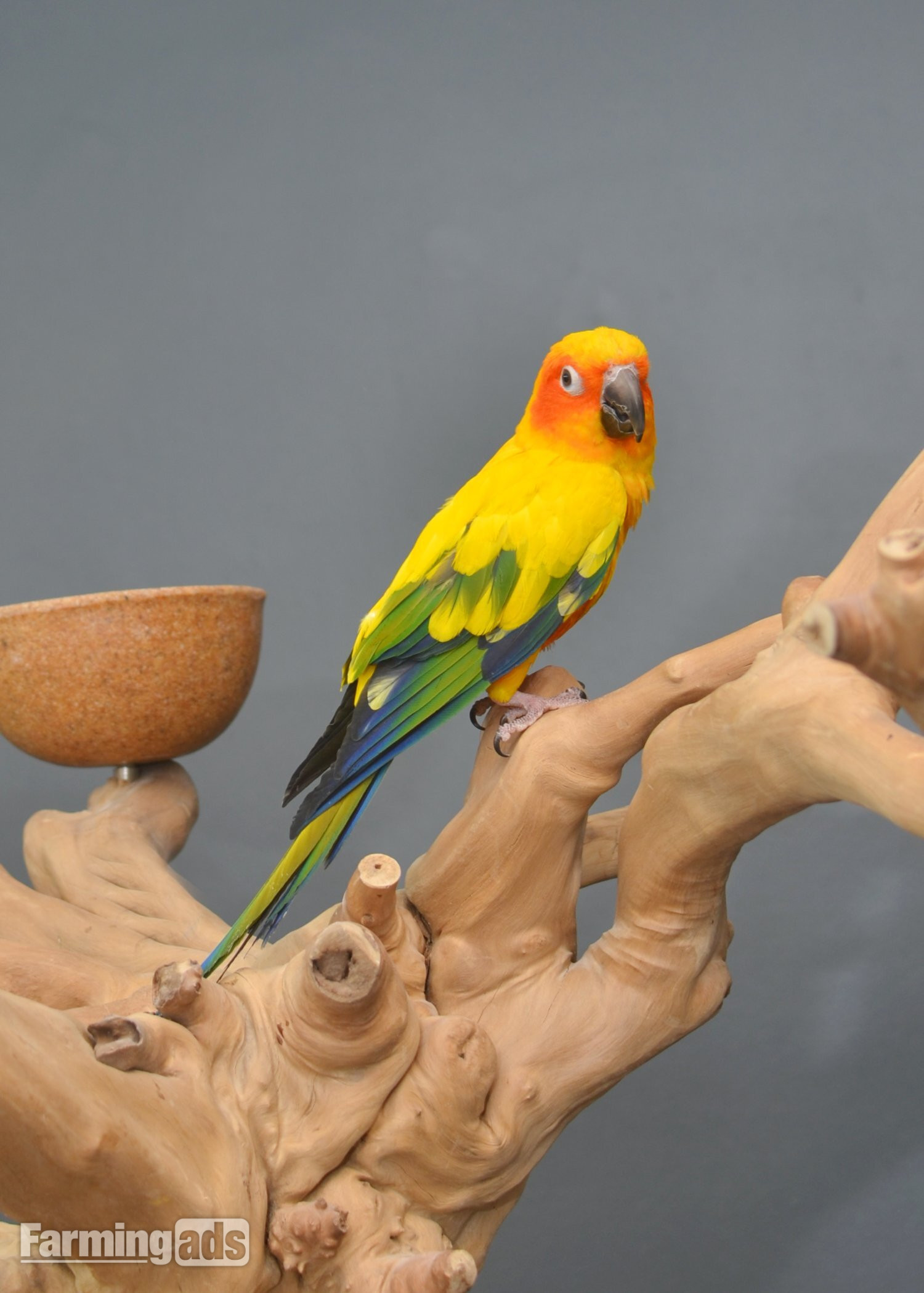 Baby Sun Conures 