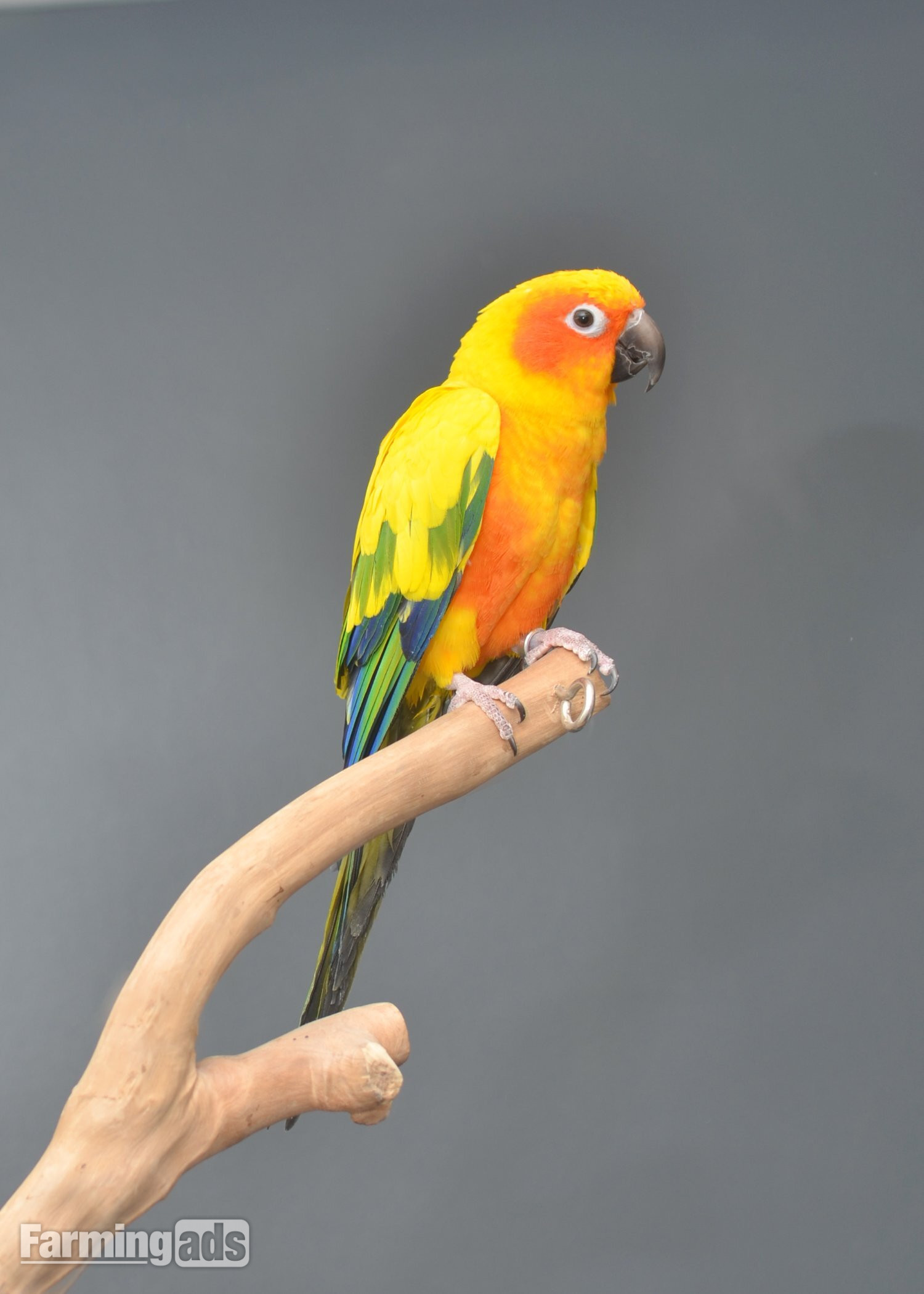 Baby Sun Conures