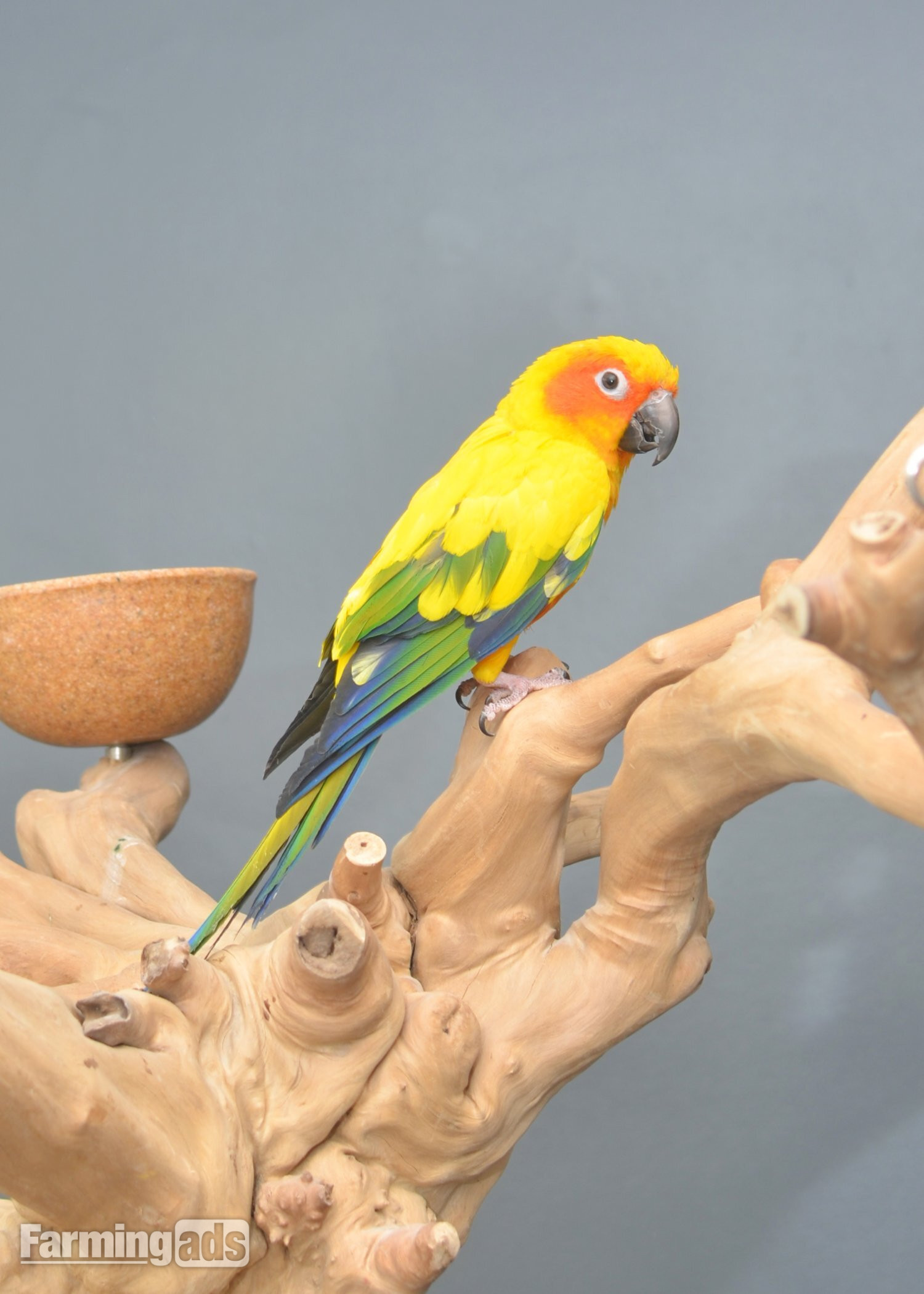 Baby Sun Conures - {CATEGORY}