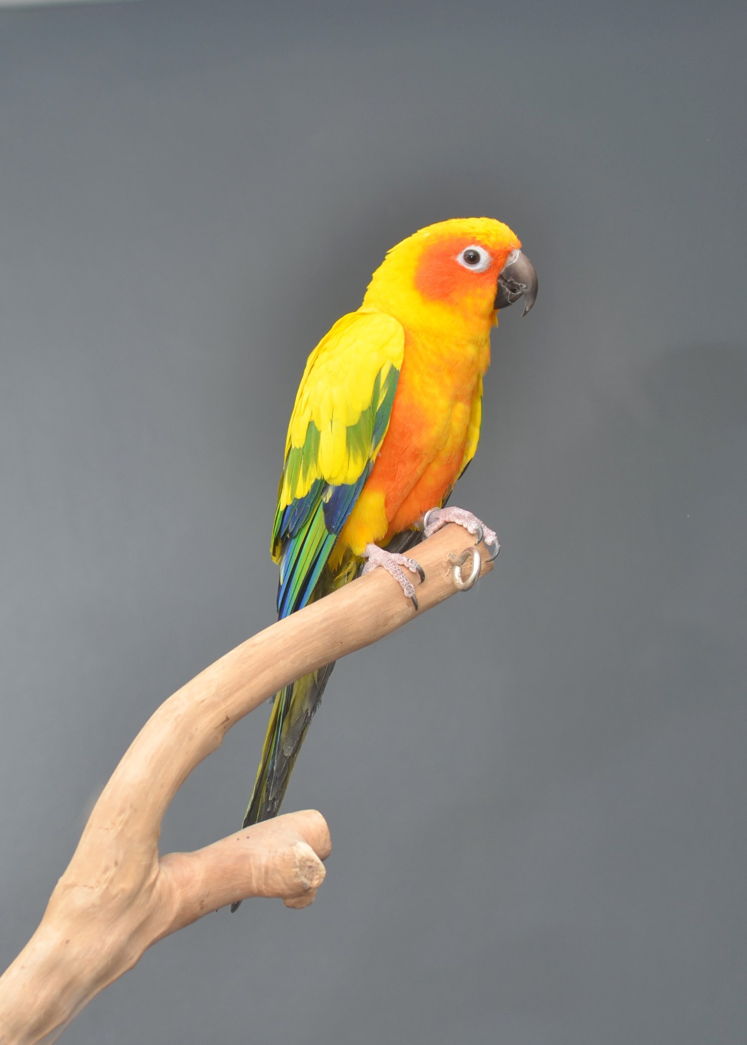 Baby Sun Conures