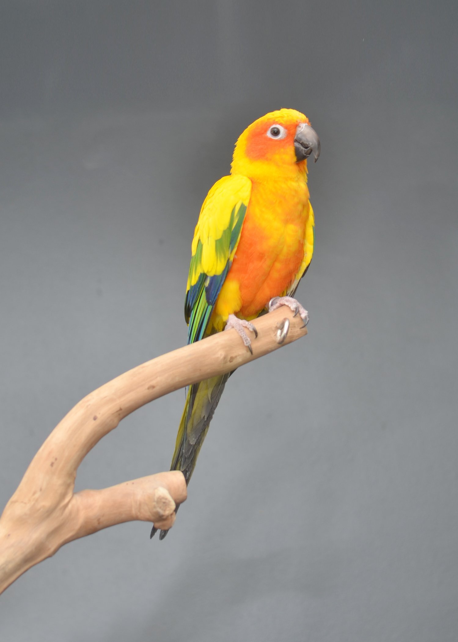  Baby Sun Conures