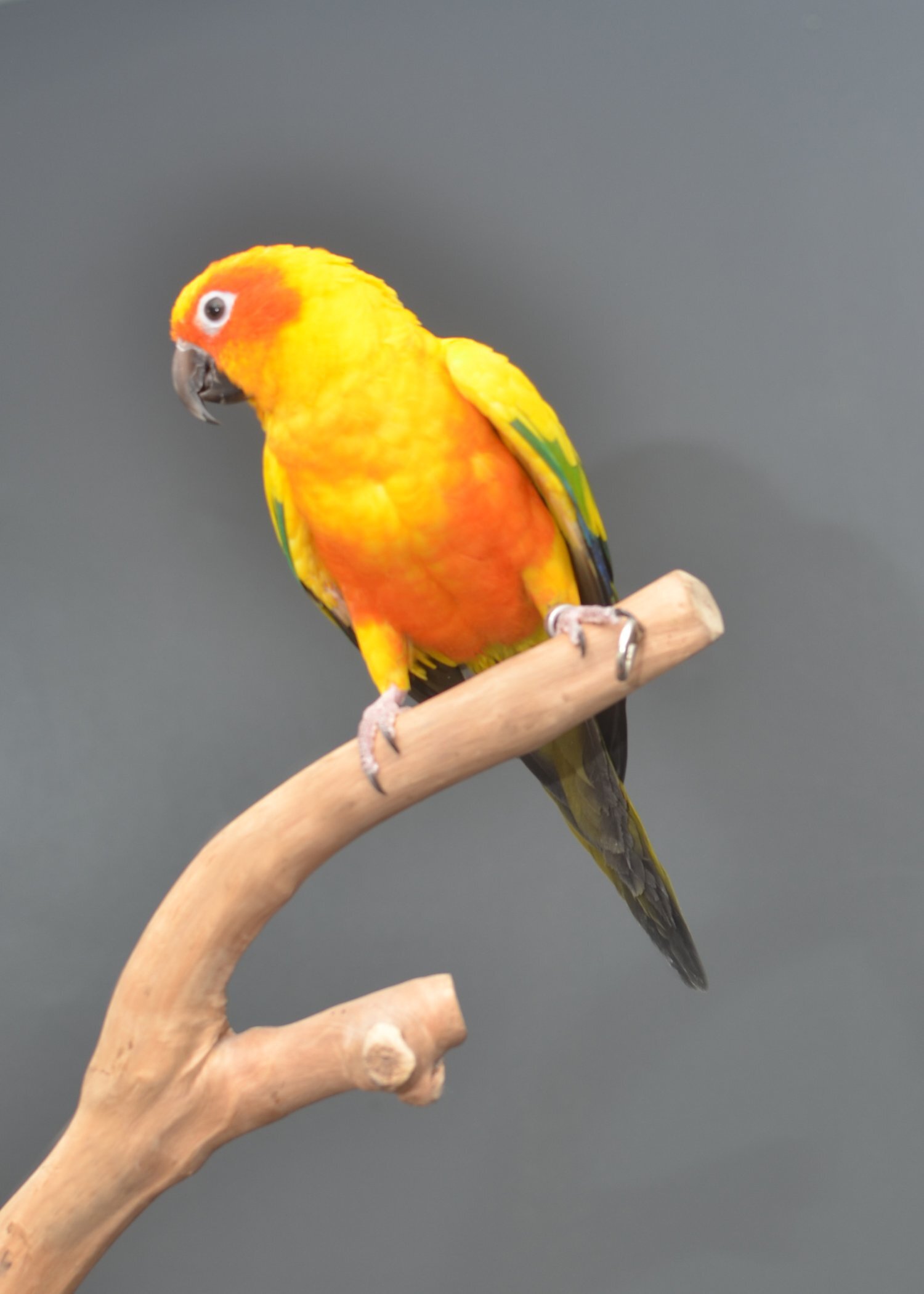 Baby Sun Conures - {CATEGORY}