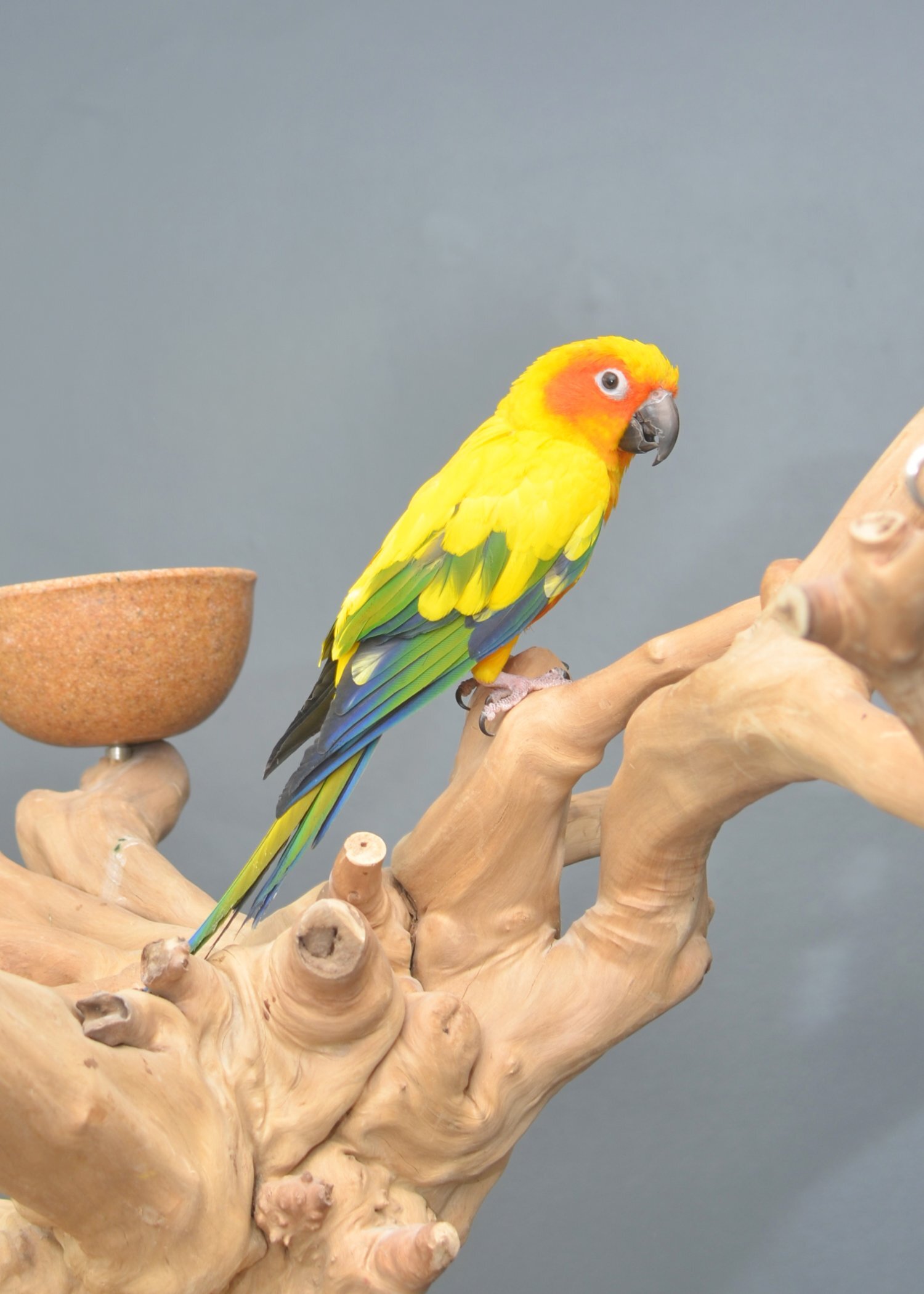 Baby Sun Conures - {CATEGORY}