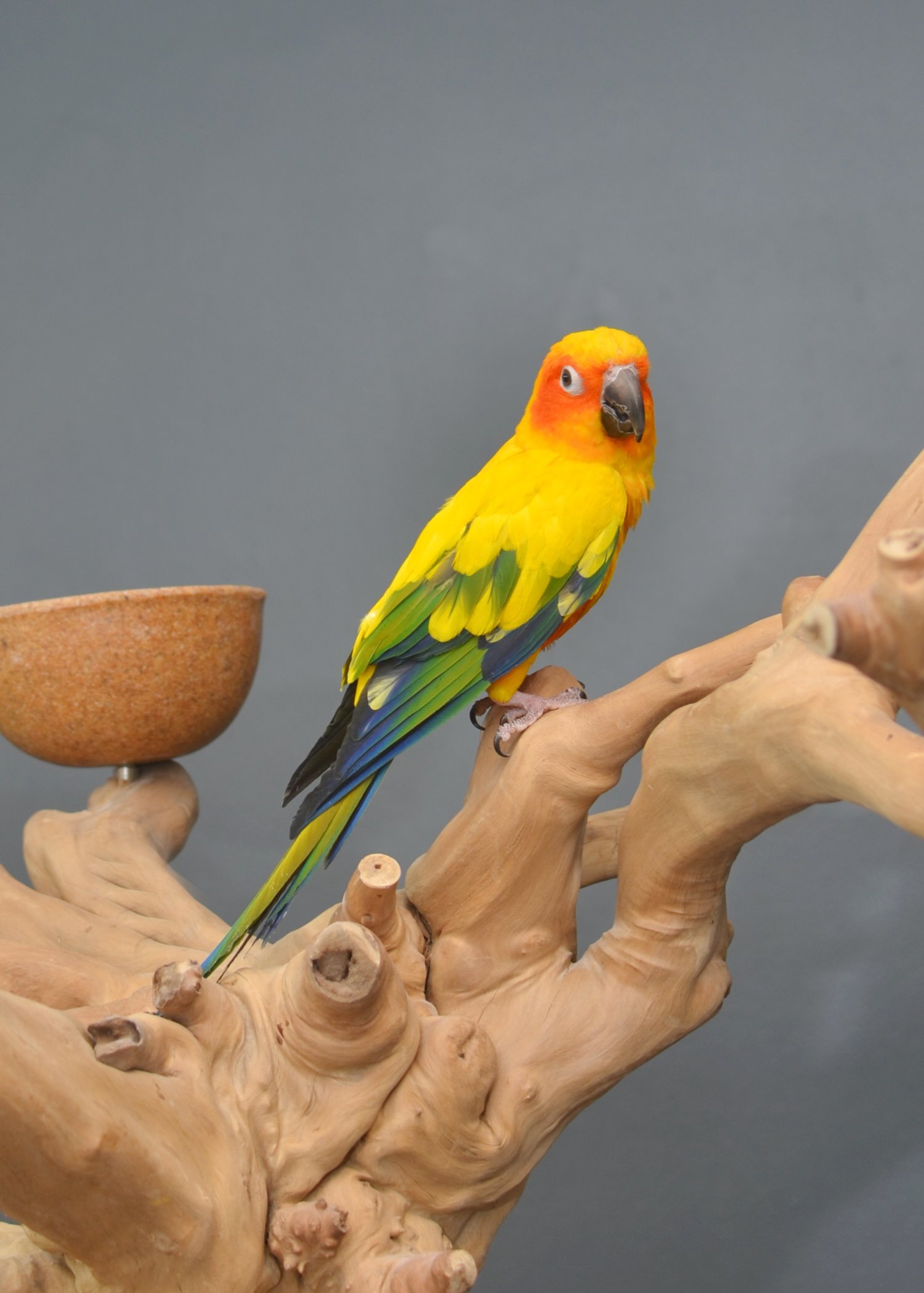 Baby Sun Conures 
