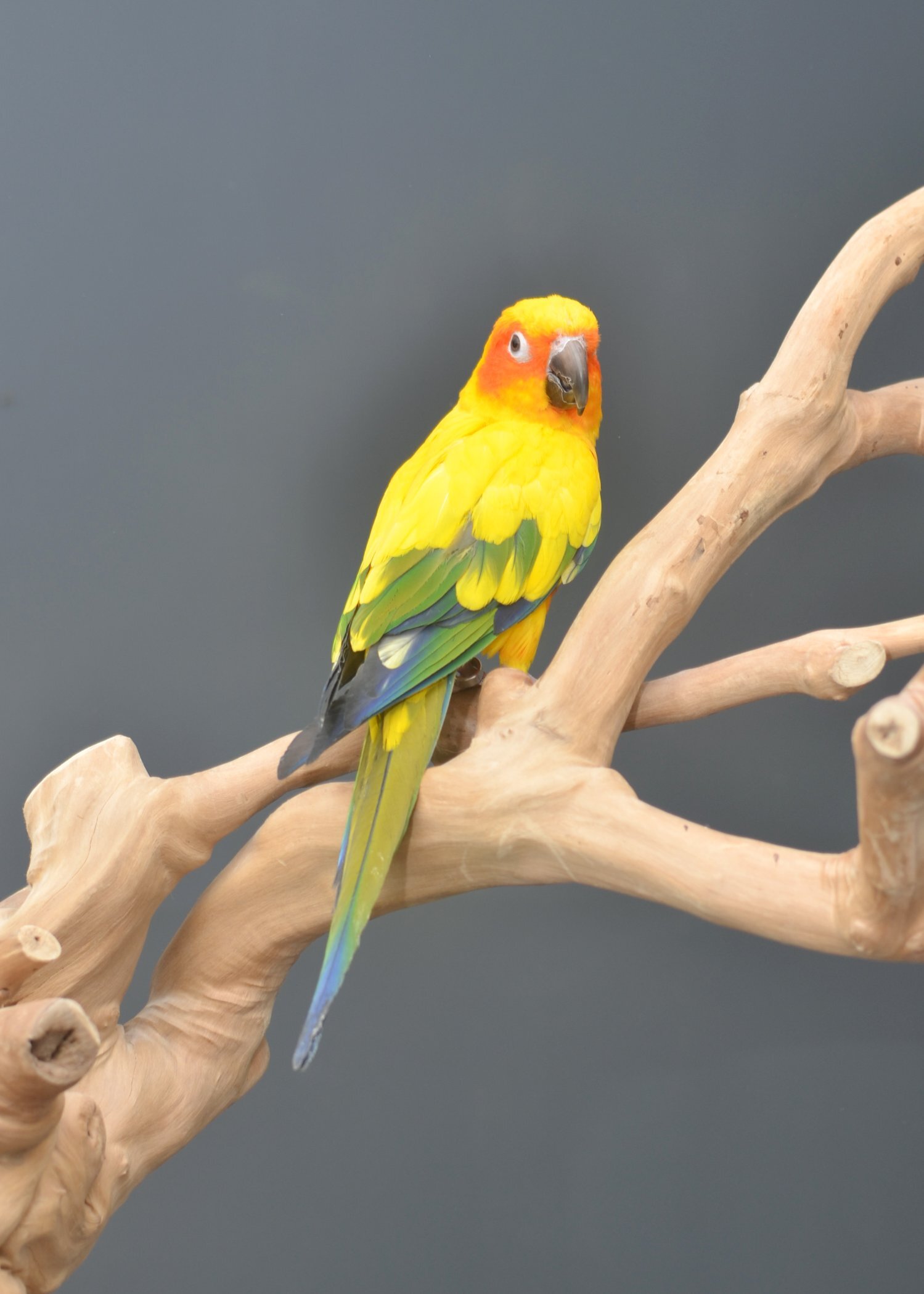 {CATEGORY} - Baby Sun Conures