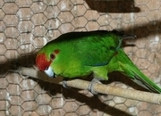 Young green kakariki with cage