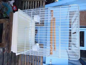 Young green kakariki with cage