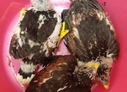 Young harris hawks for sale