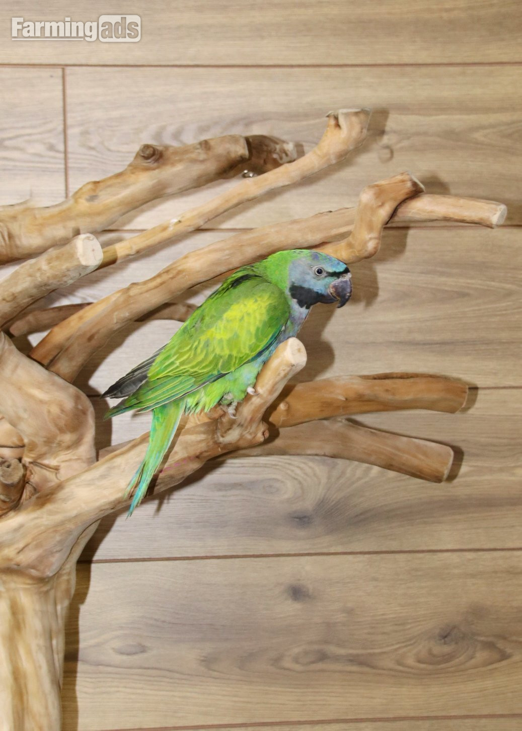 Baby Derbyen Talking Parrot - {CATEGORY}