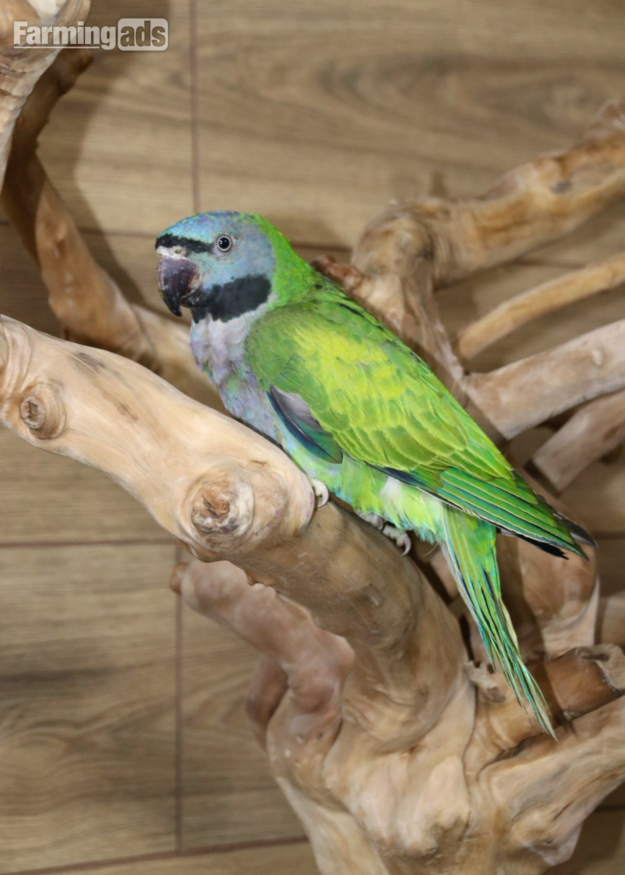 Baby Derbyen Talking Parrot