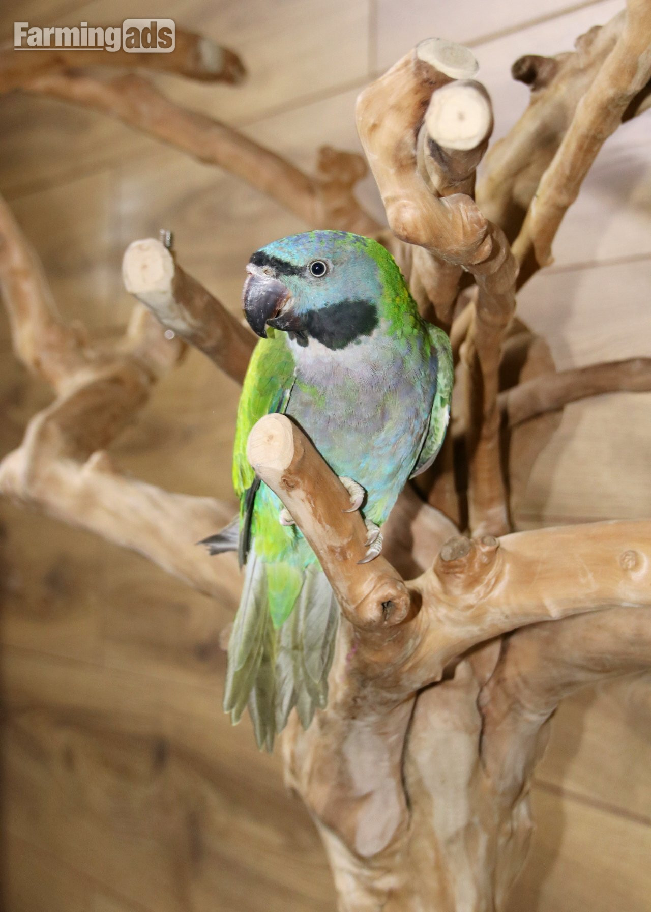 Baby Derbyen Talking Parrot - {CATEGORY}