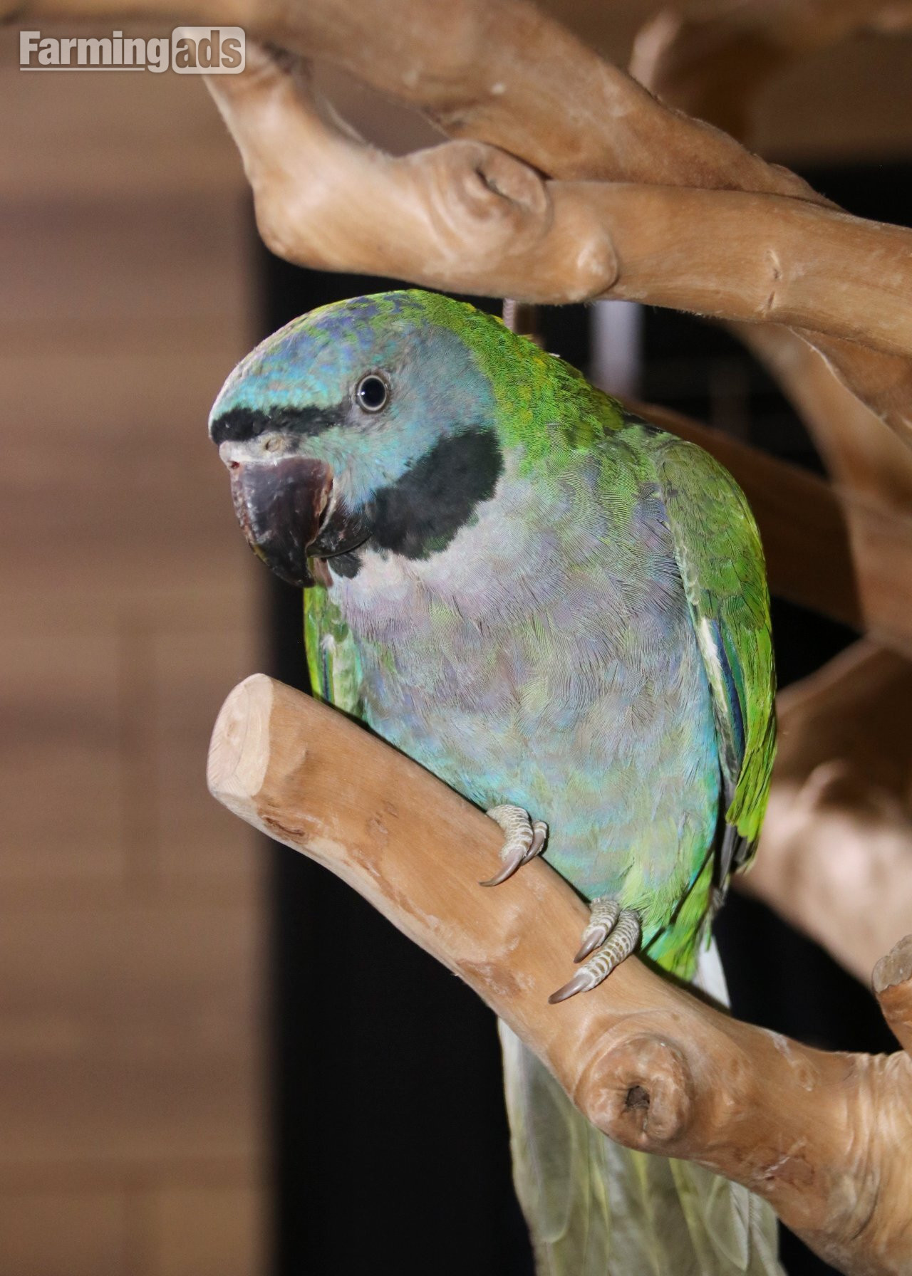 Baby Derbyen Talking Parrot 