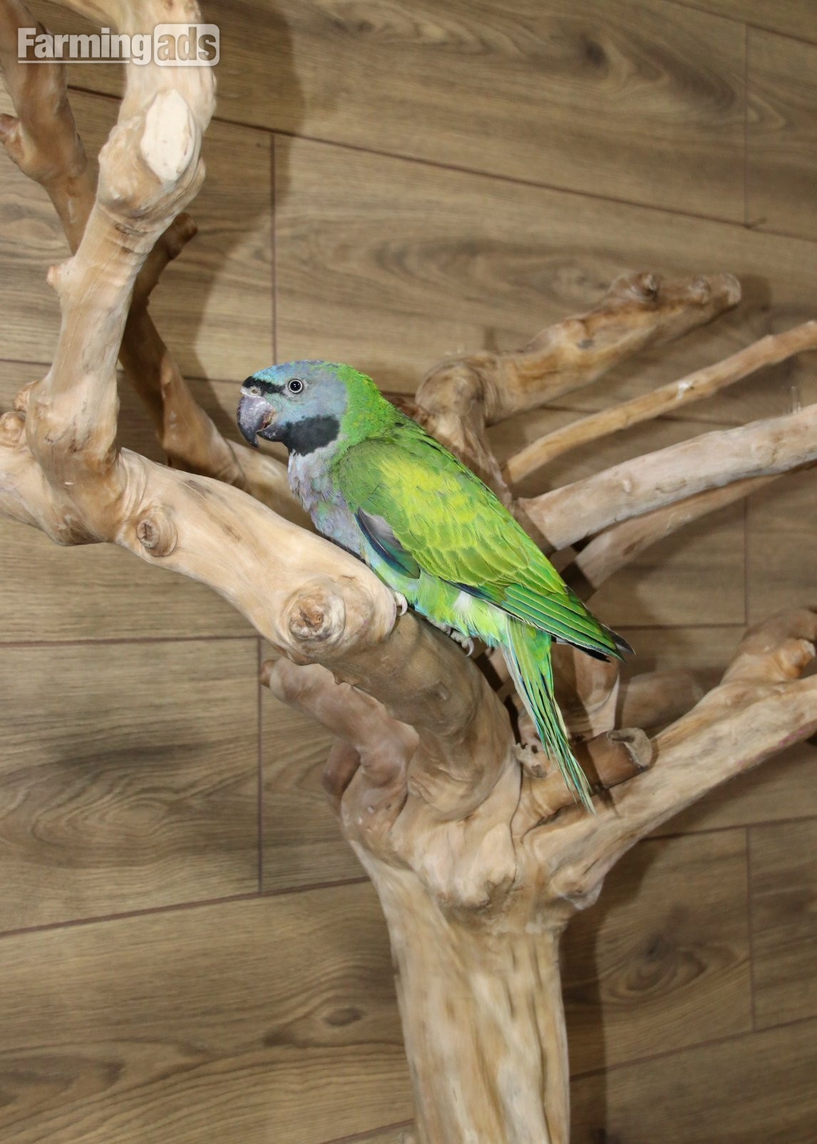 Baby Derbyen Talking Parrot