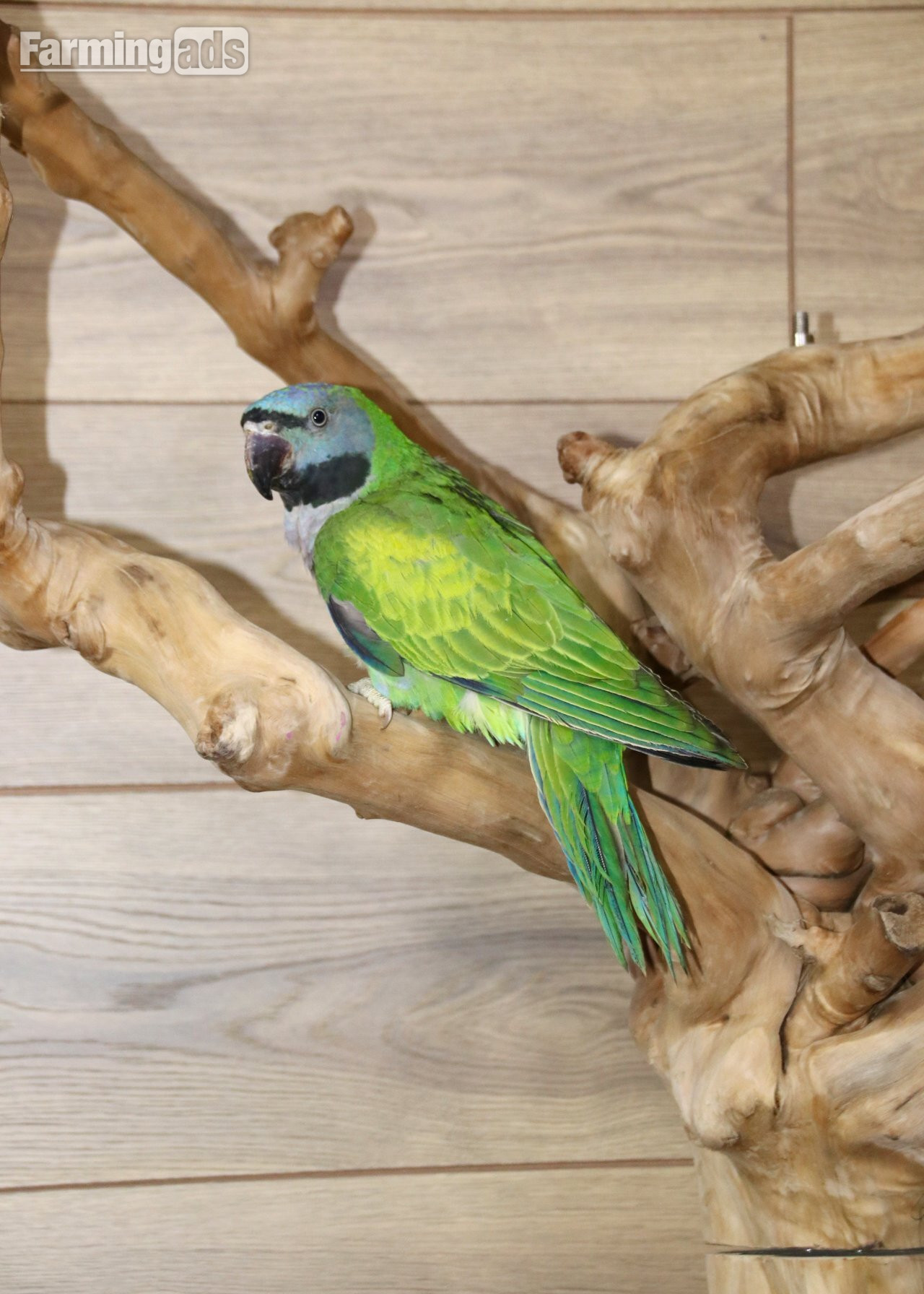 Baby Derbyen Talking Parrot