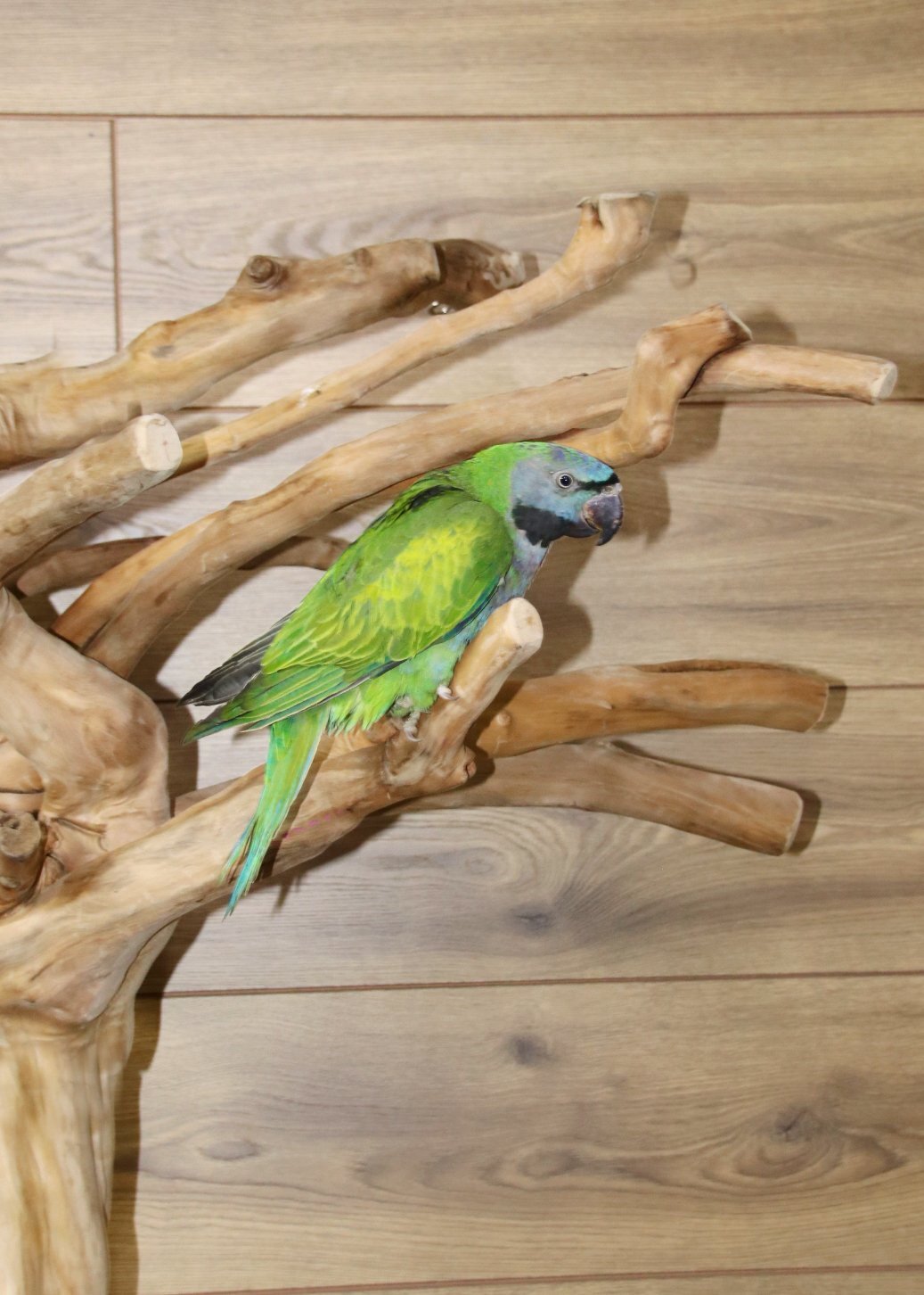 Baby Derbyen Talking Parrot - {CATEGORY}