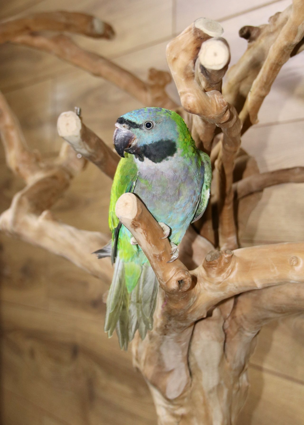 Baby Derbyen Talking Parrot - {CATEGORY}