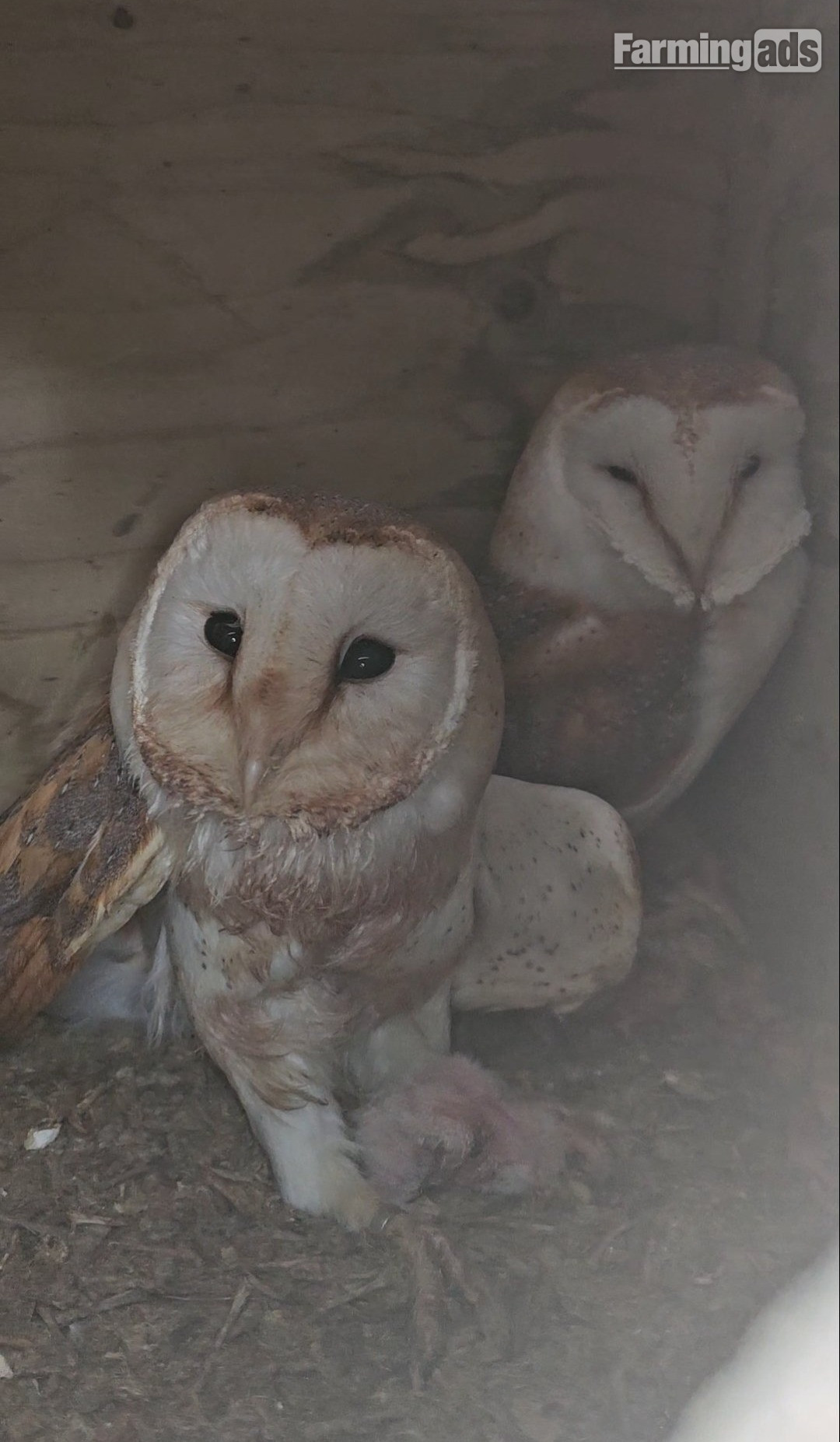 Pair of breeding barn owls