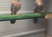 2023 bonded pair aplomado