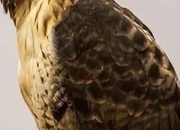 Male red tail 