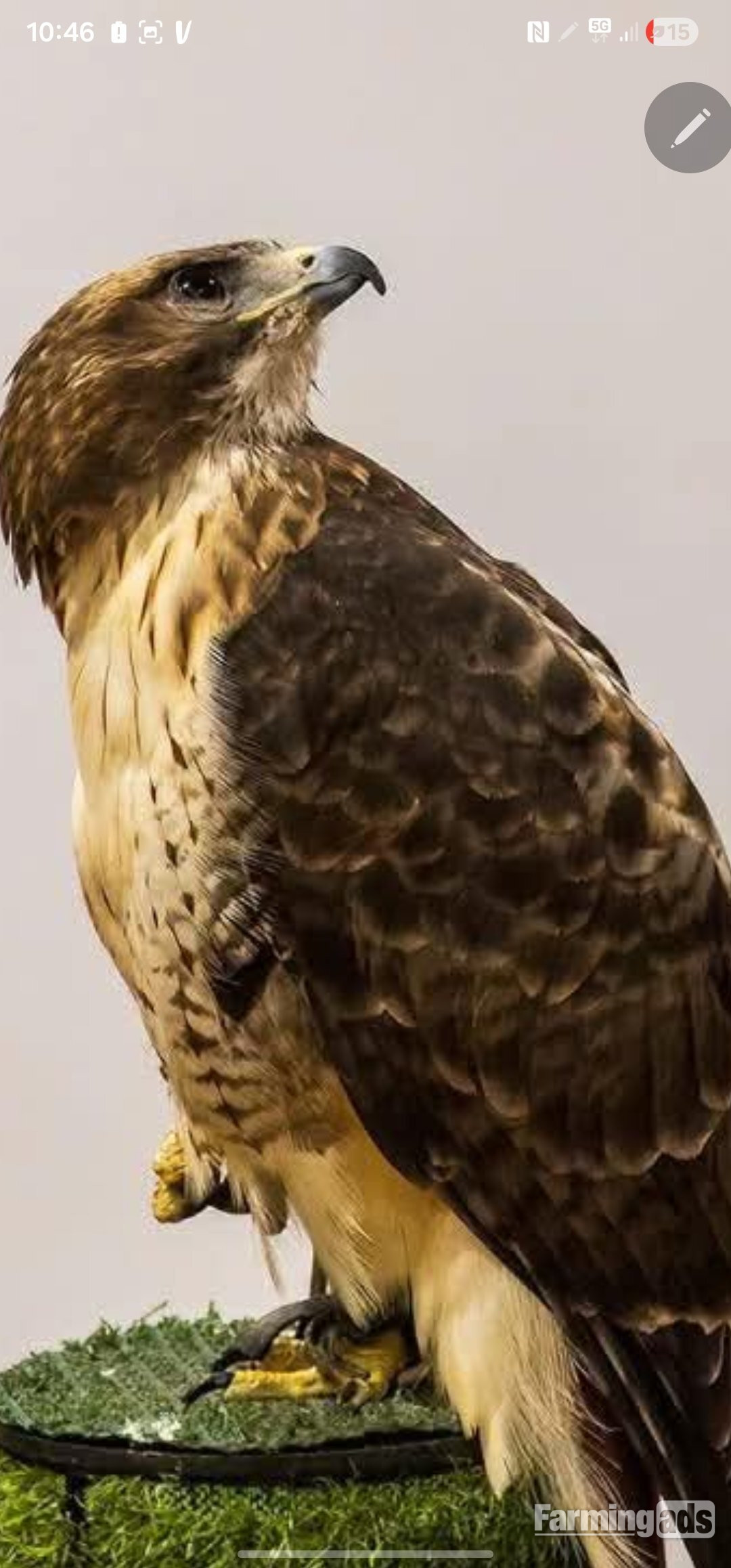 Male red tail 