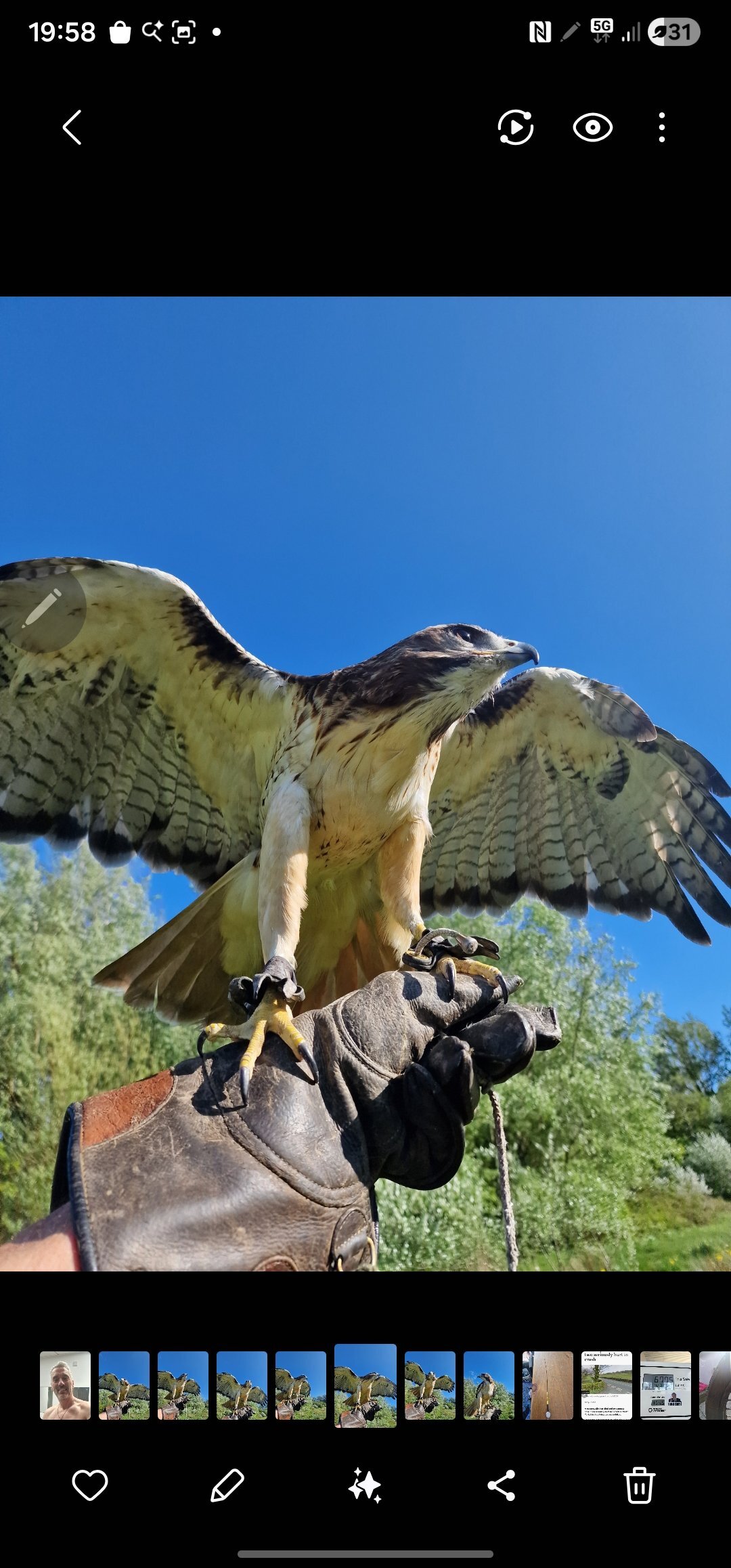  Male red tail 