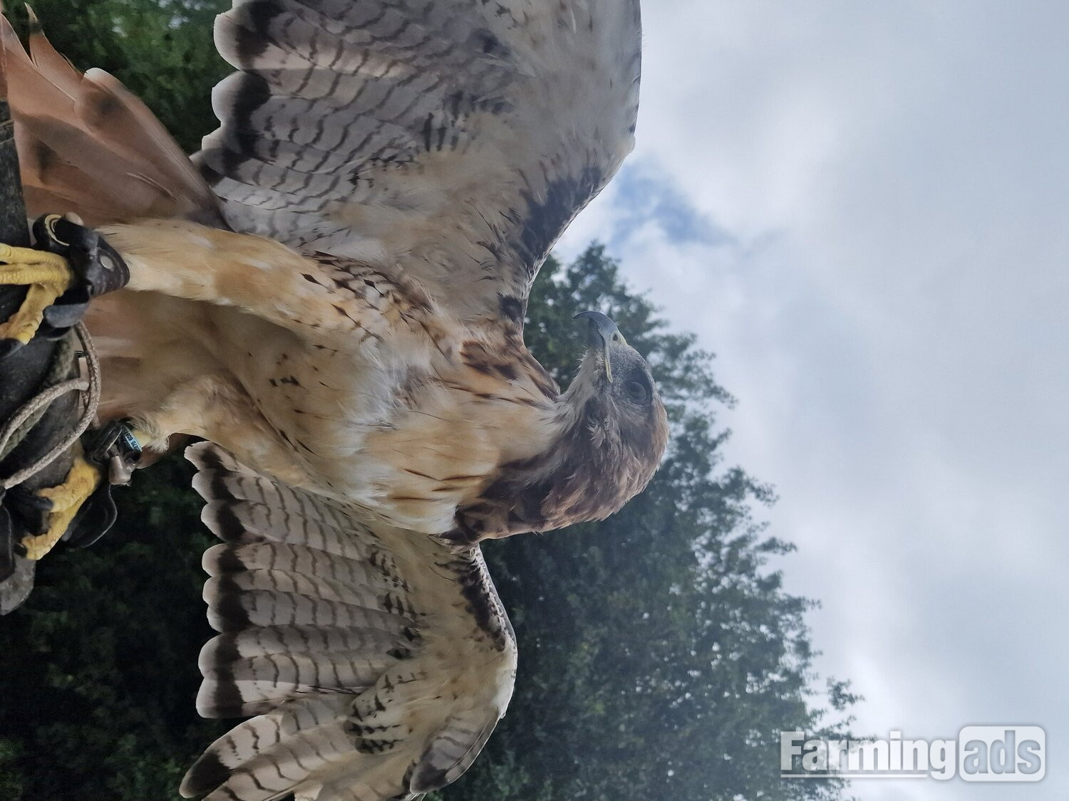 Male red tail 