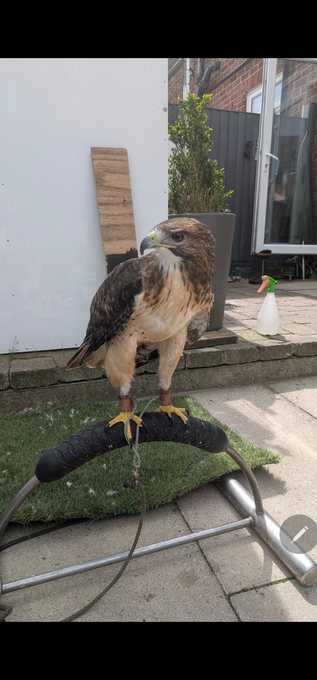 Male red tail 