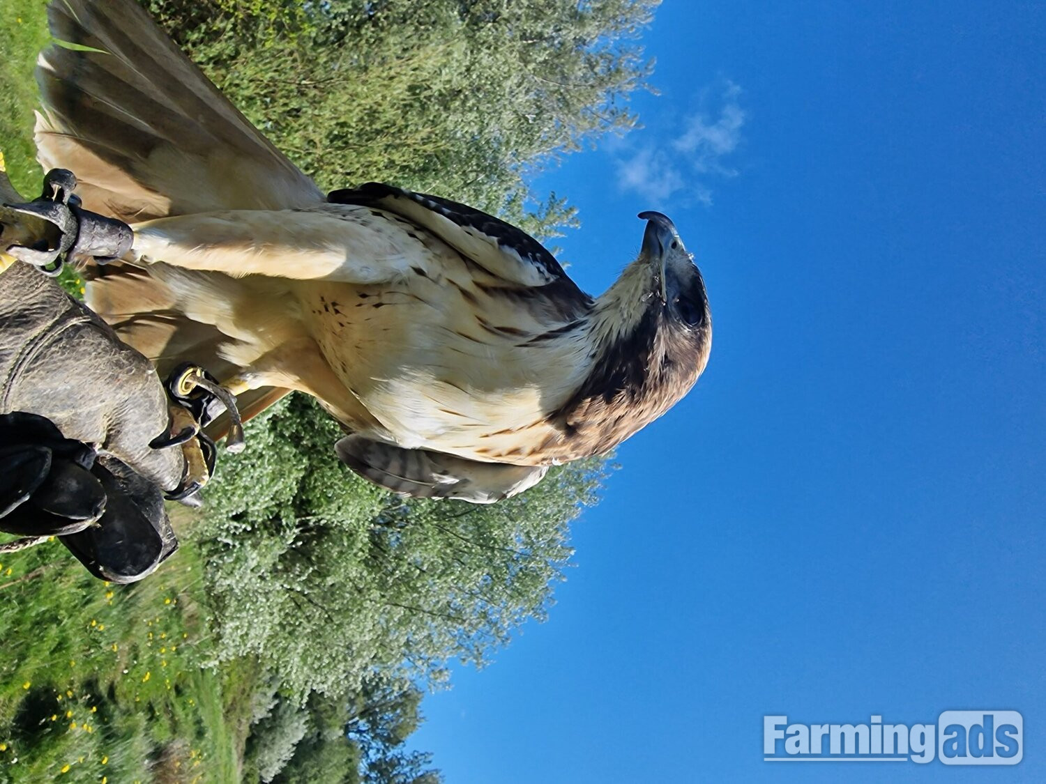 Male red tail  - {CATEGORY}