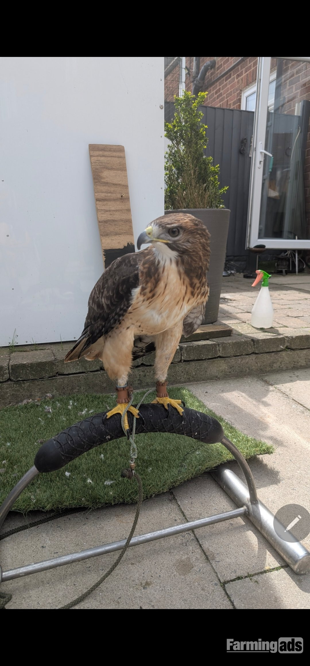 Male red tail  - {CATEGORY}