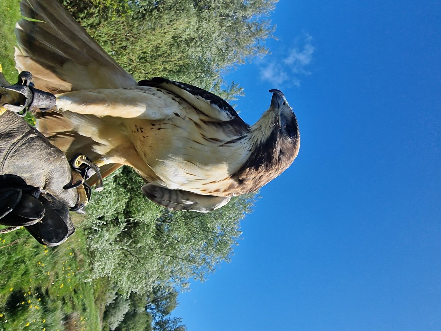 Bird is now sold  - {CATEGORY}