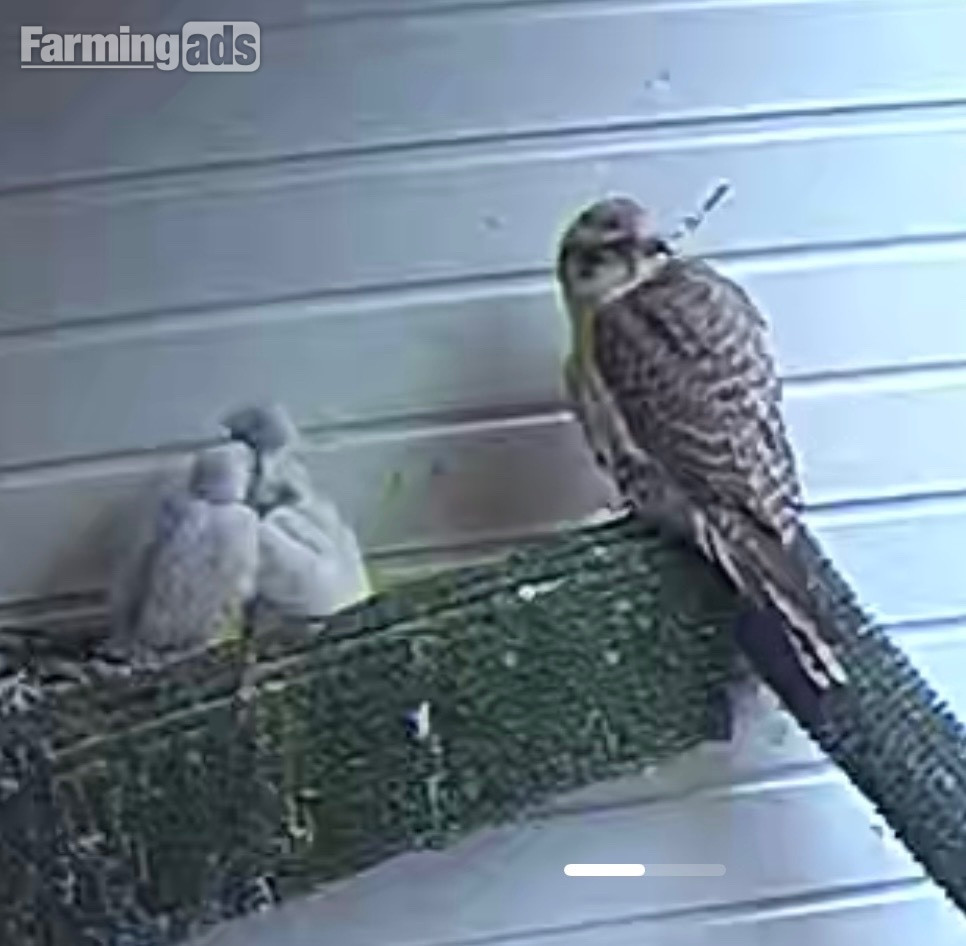 Taking Orders Parent Reared Sakers ready in 5 weeks