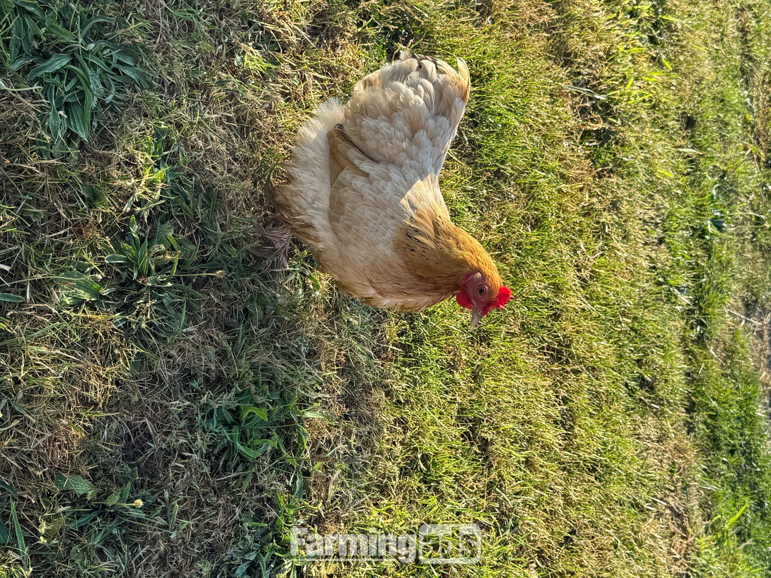 3 hens and rooster for sale 
